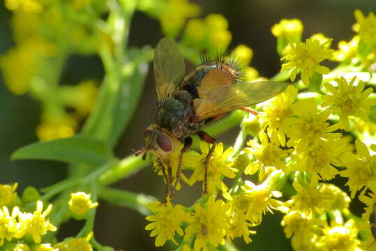 Image de Tachina fera (Linnaeus 1761)