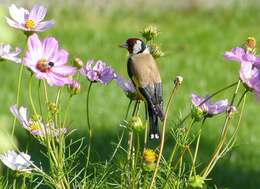 Image of European Goldfinch