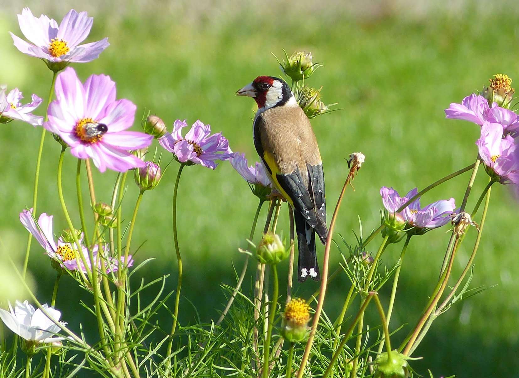 Image of European Goldfinch