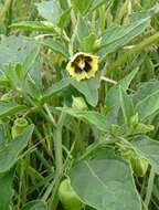 Image de Physalis heterophylla Nees