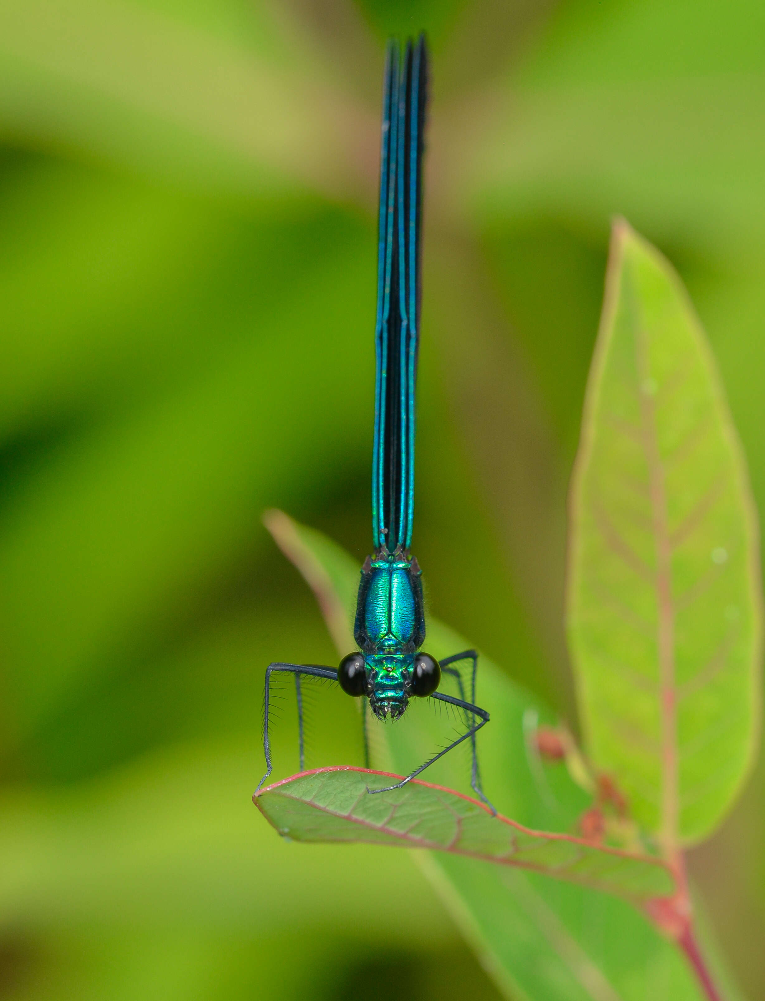 Image of Ebony Jewelwing