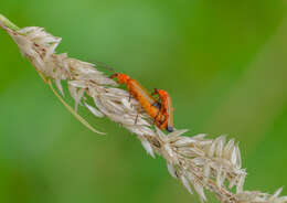 Image of Rhagonycha fulva