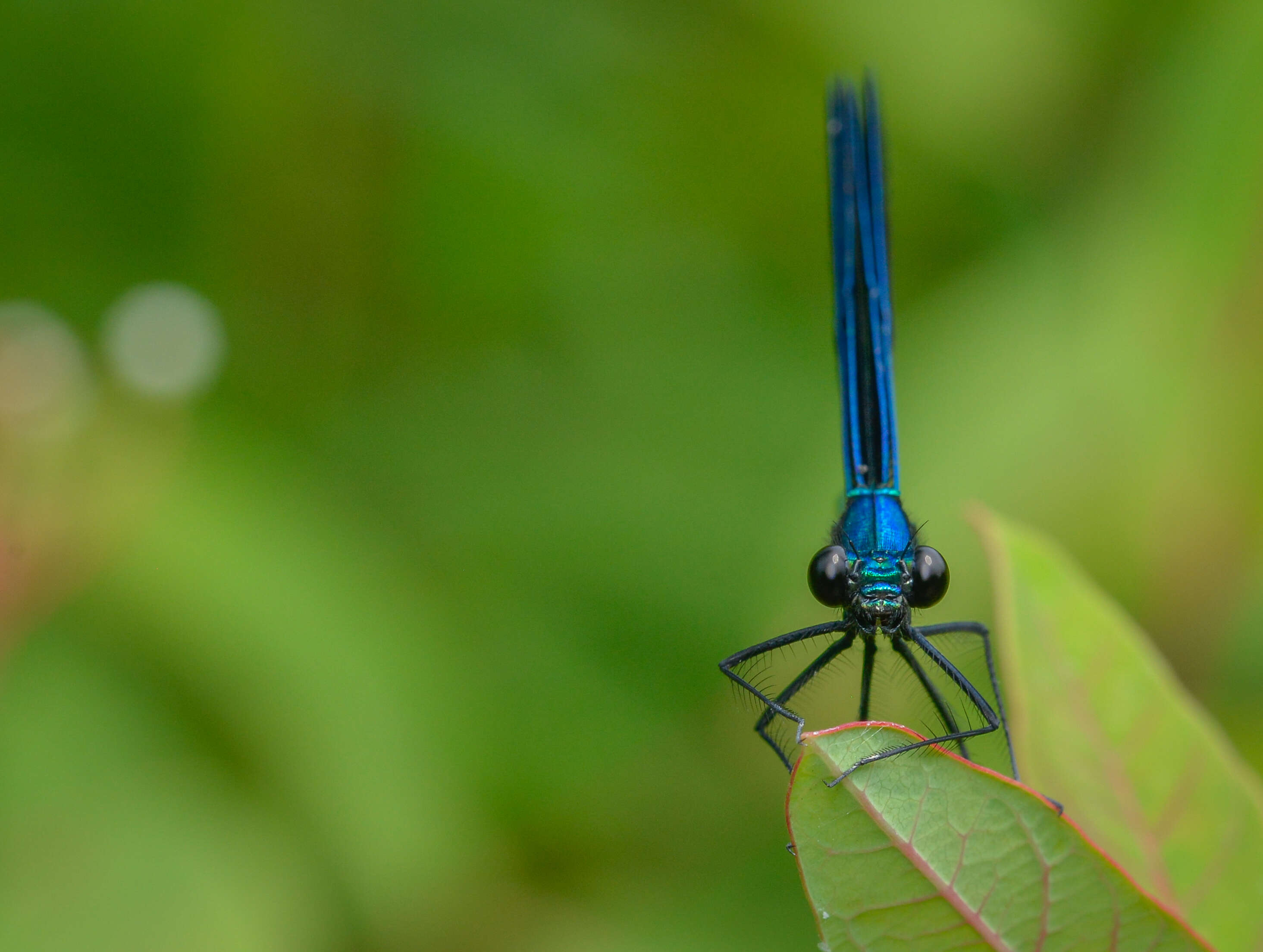 Image of Ebony Jewelwing