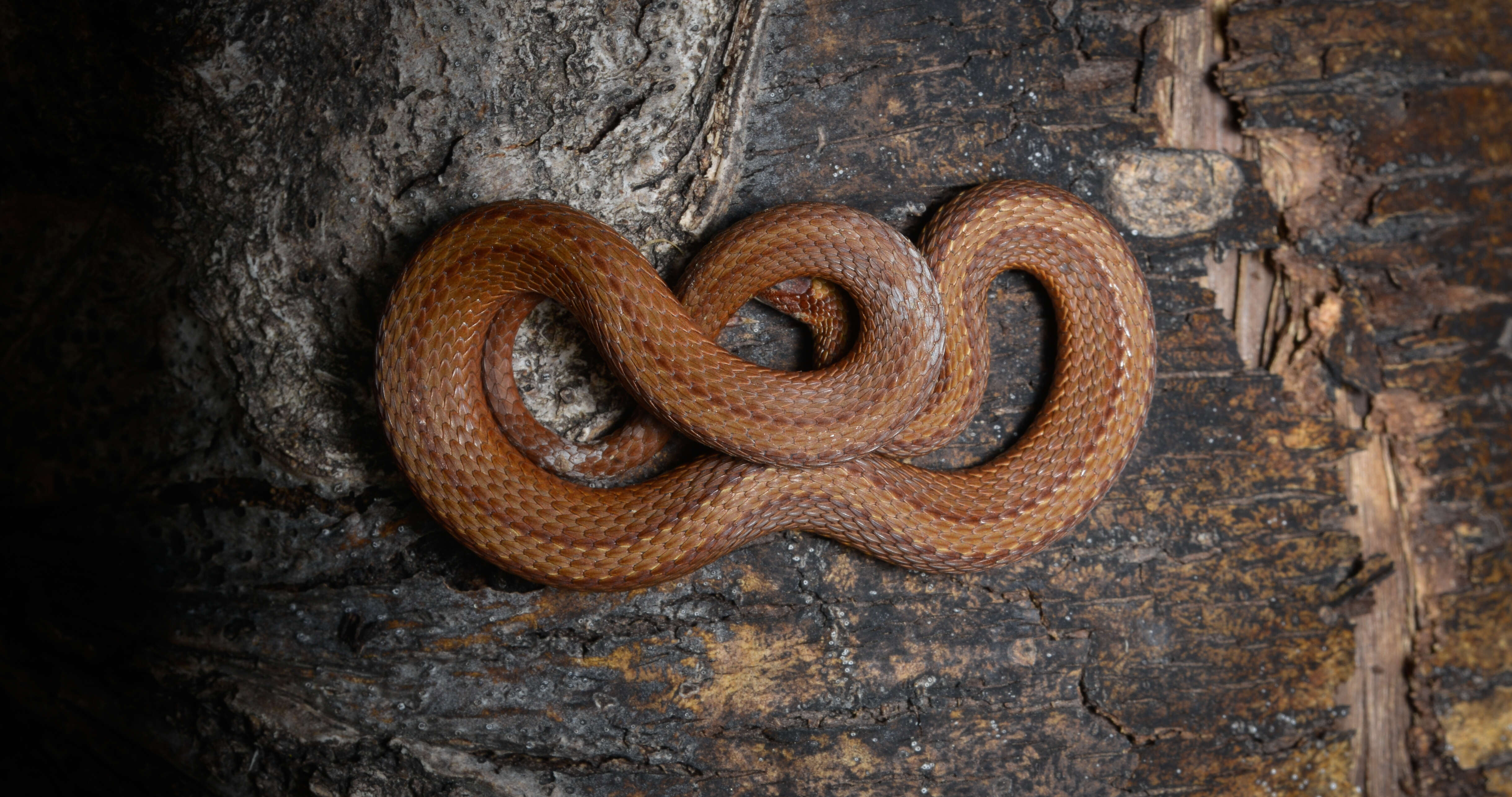 Image of Red-bellied Snake