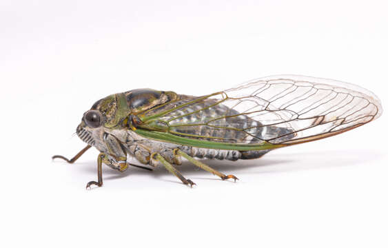 Image of Annual or Dogday Cicadas