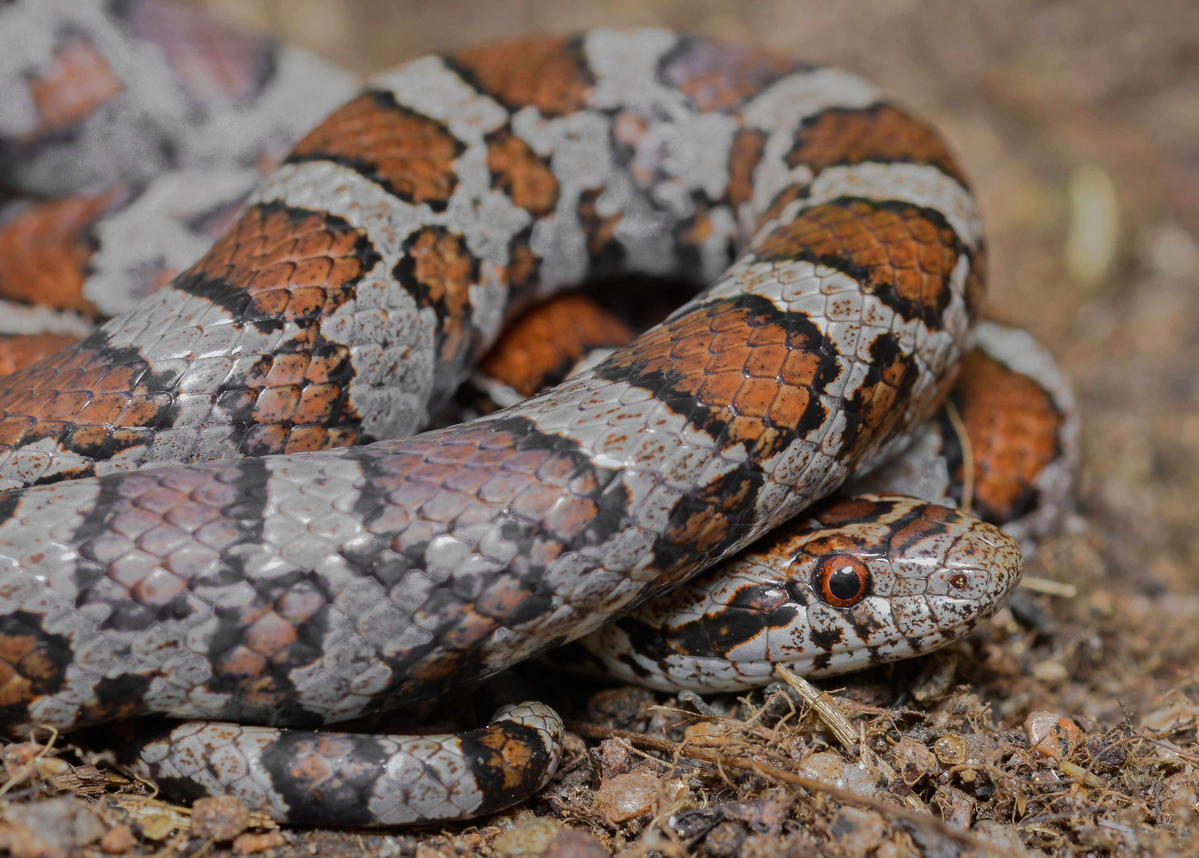 Image of Lampropeltis triangulum triangulum