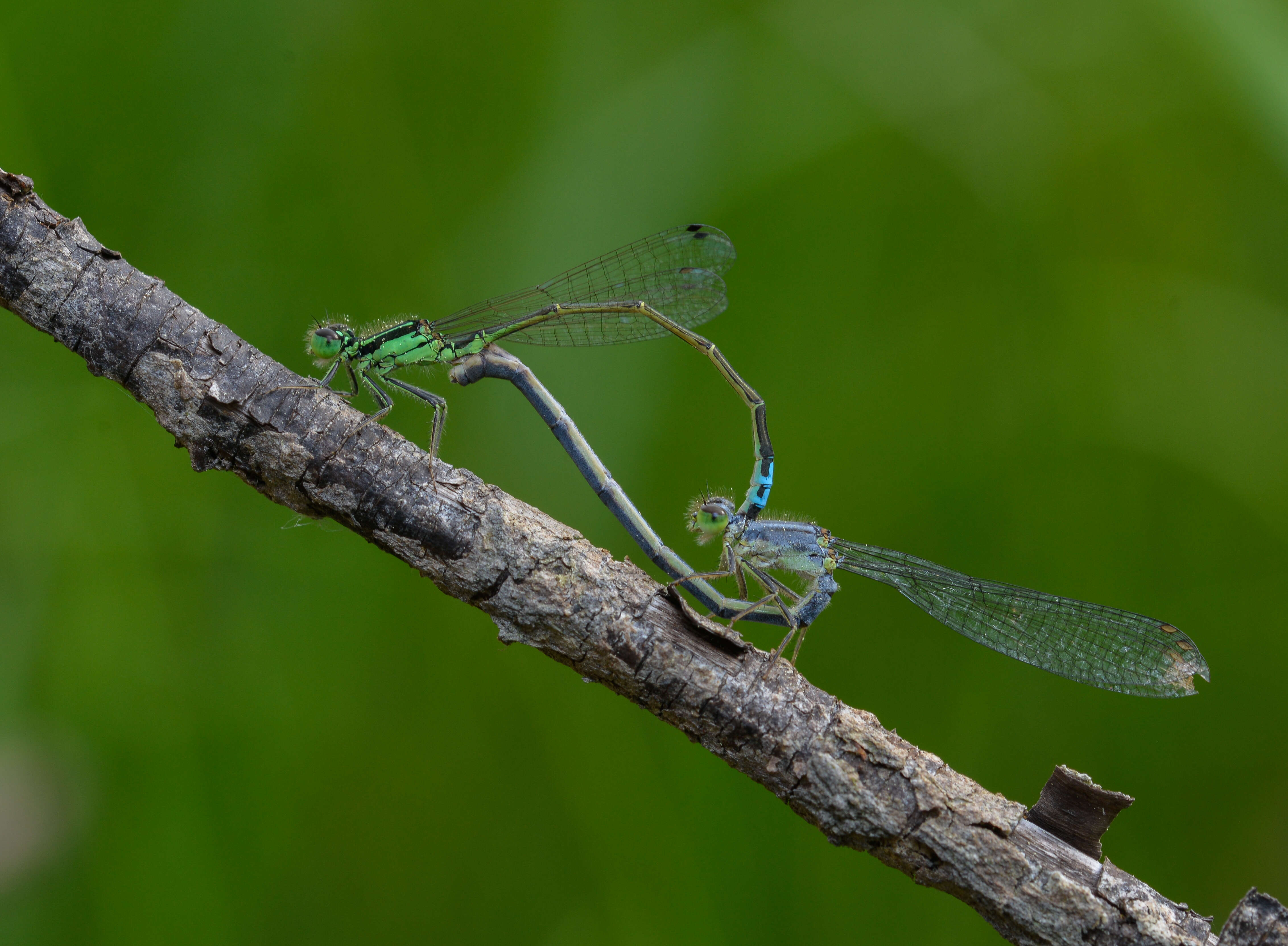 Image of Eastern Forktail