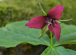 Image of red trillium