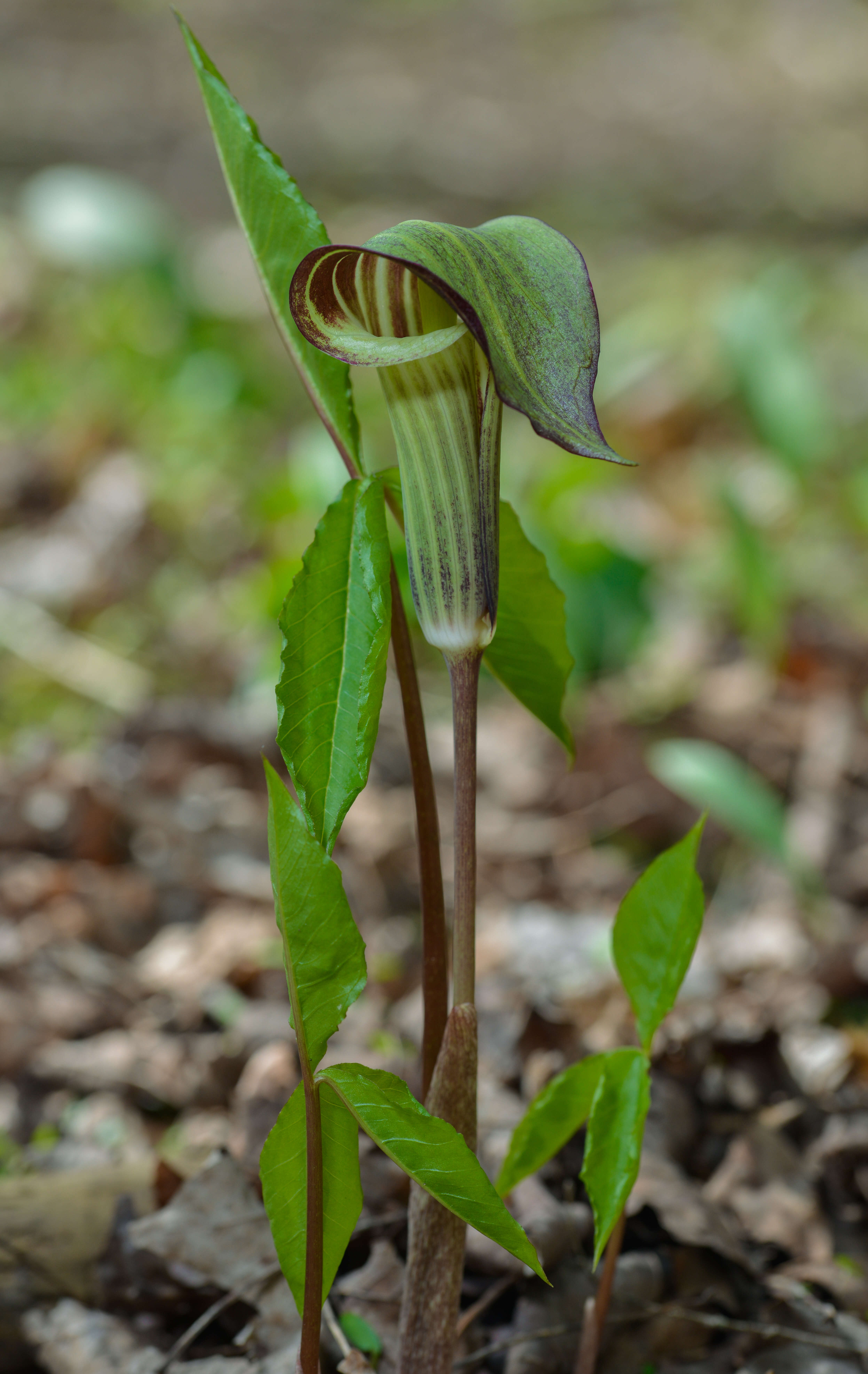 Слика од Arisaema triphyllum (L.) Schott