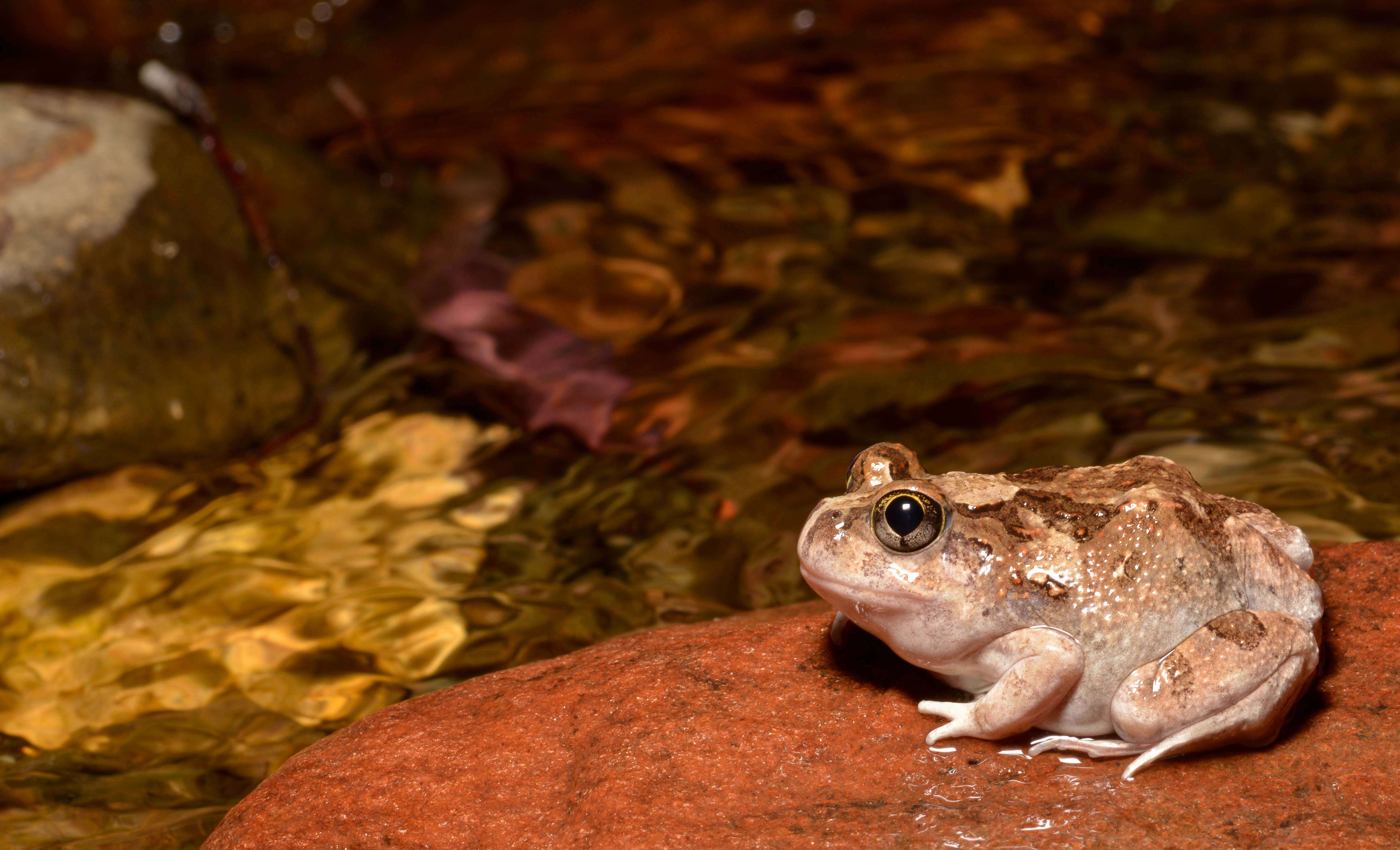 Image of Ornate Burrowing Frog