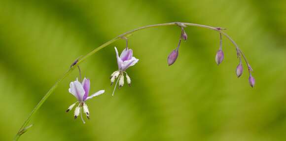 Image of Arthropodium milleflorum (Redouté) J. F. Macbr.