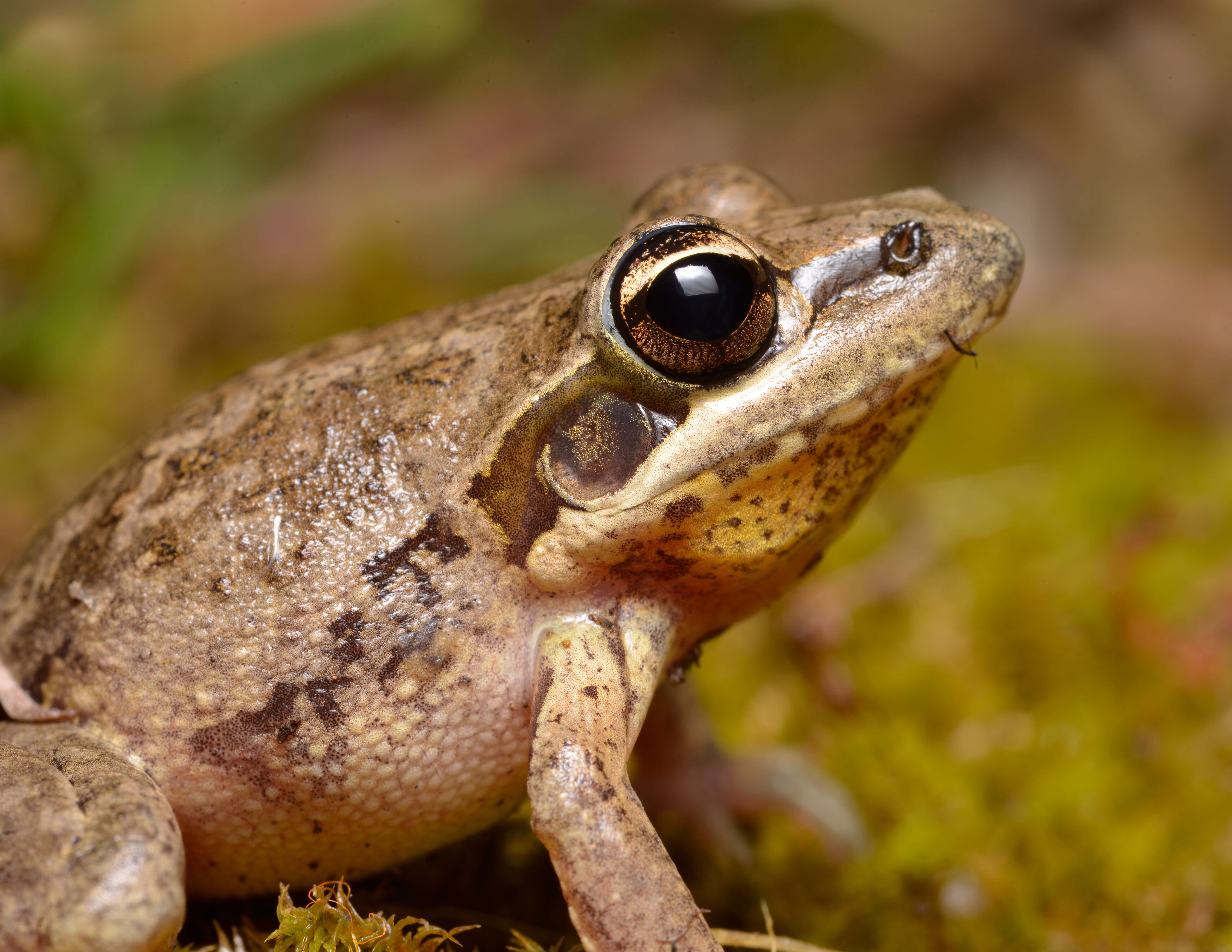 Litoria latopalmata Günther 1867的圖片