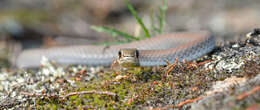 Image of Yellow-Faced Whip Snake