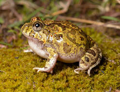 Image of Ornate Burrowing Frog