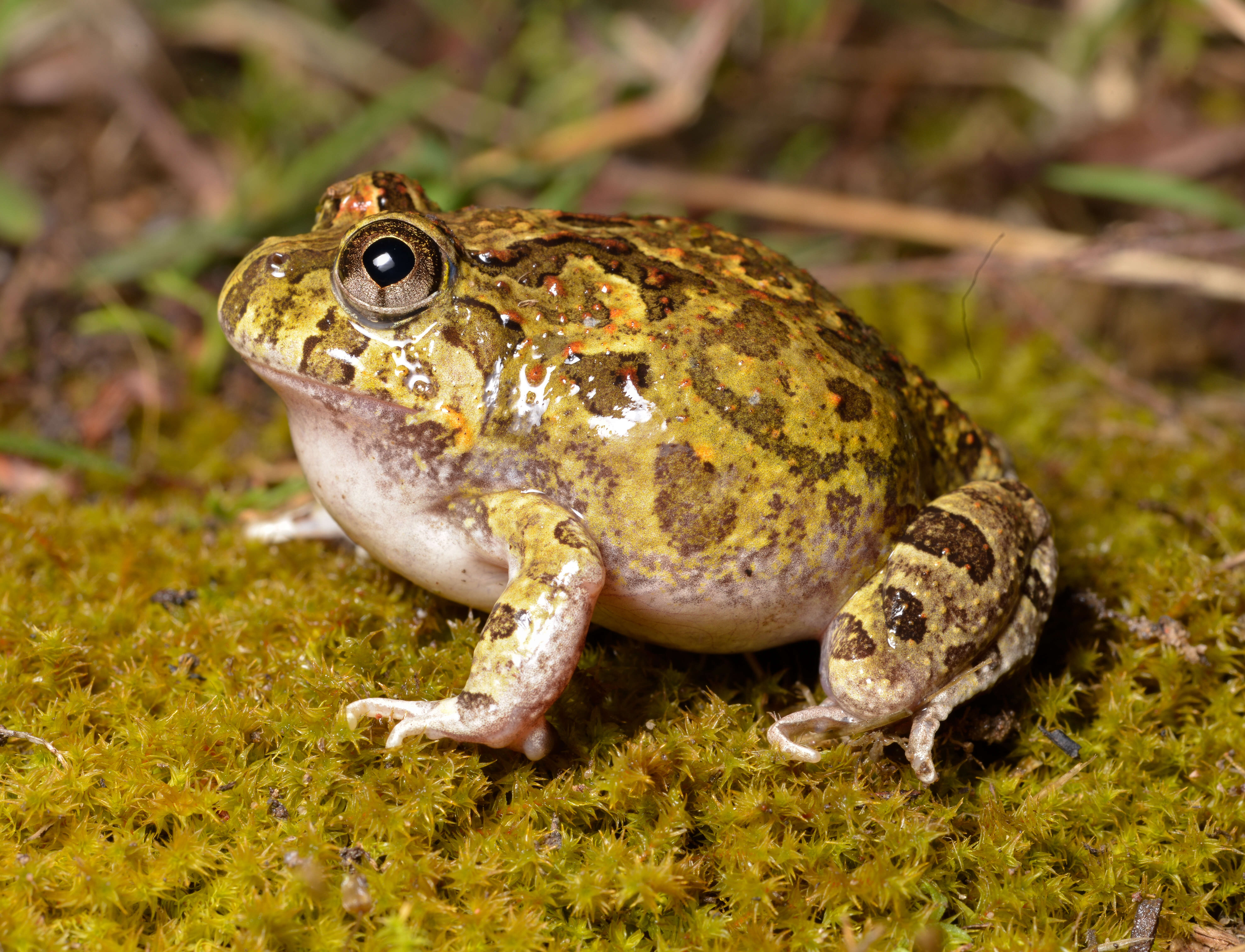 Image of Ornate Burrowing Frog