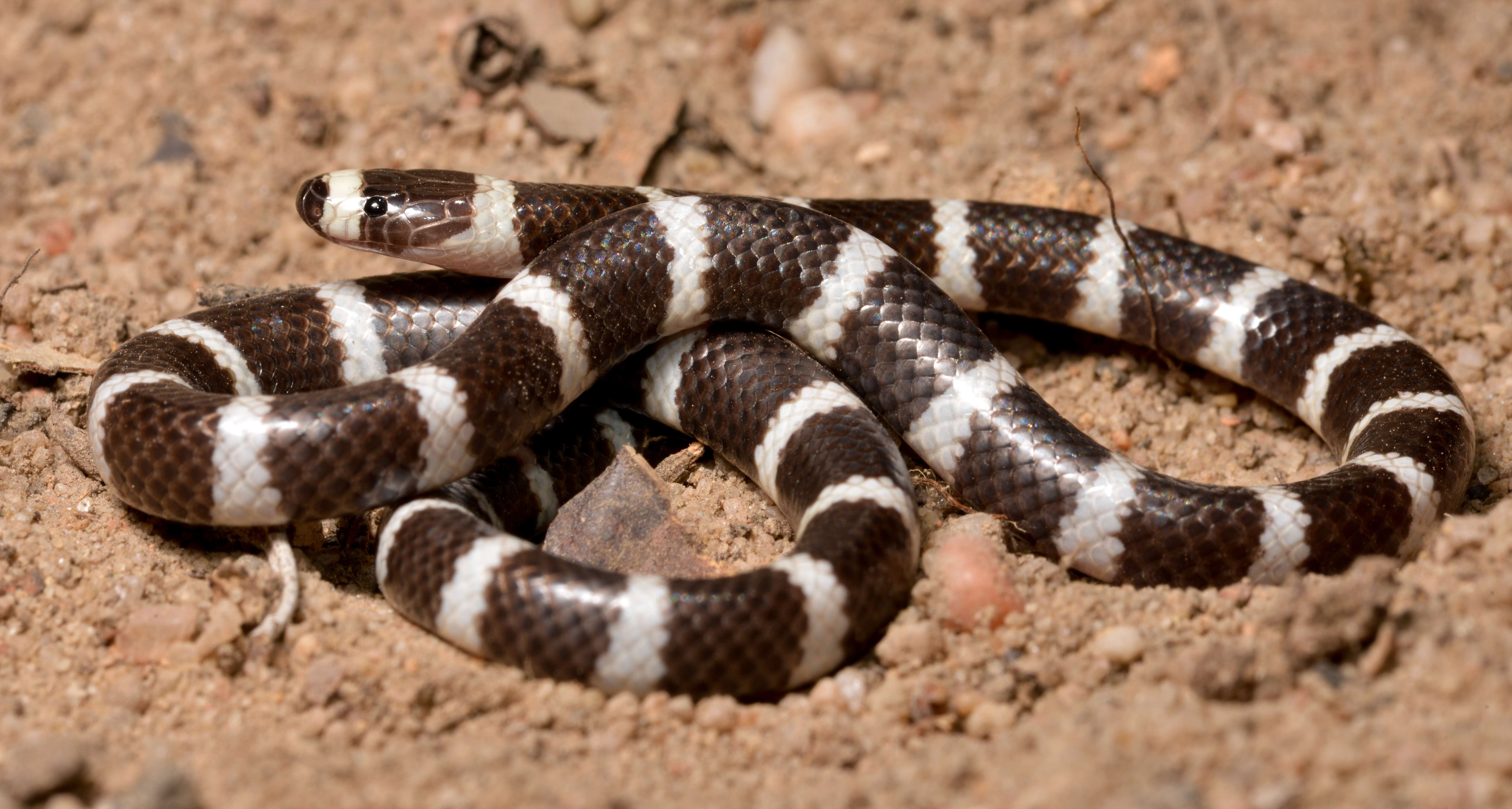 Image de Vermicella Gray ex Günther 1858