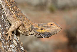 Plancia ëd Pogona vitticeps (Ahl 1926)