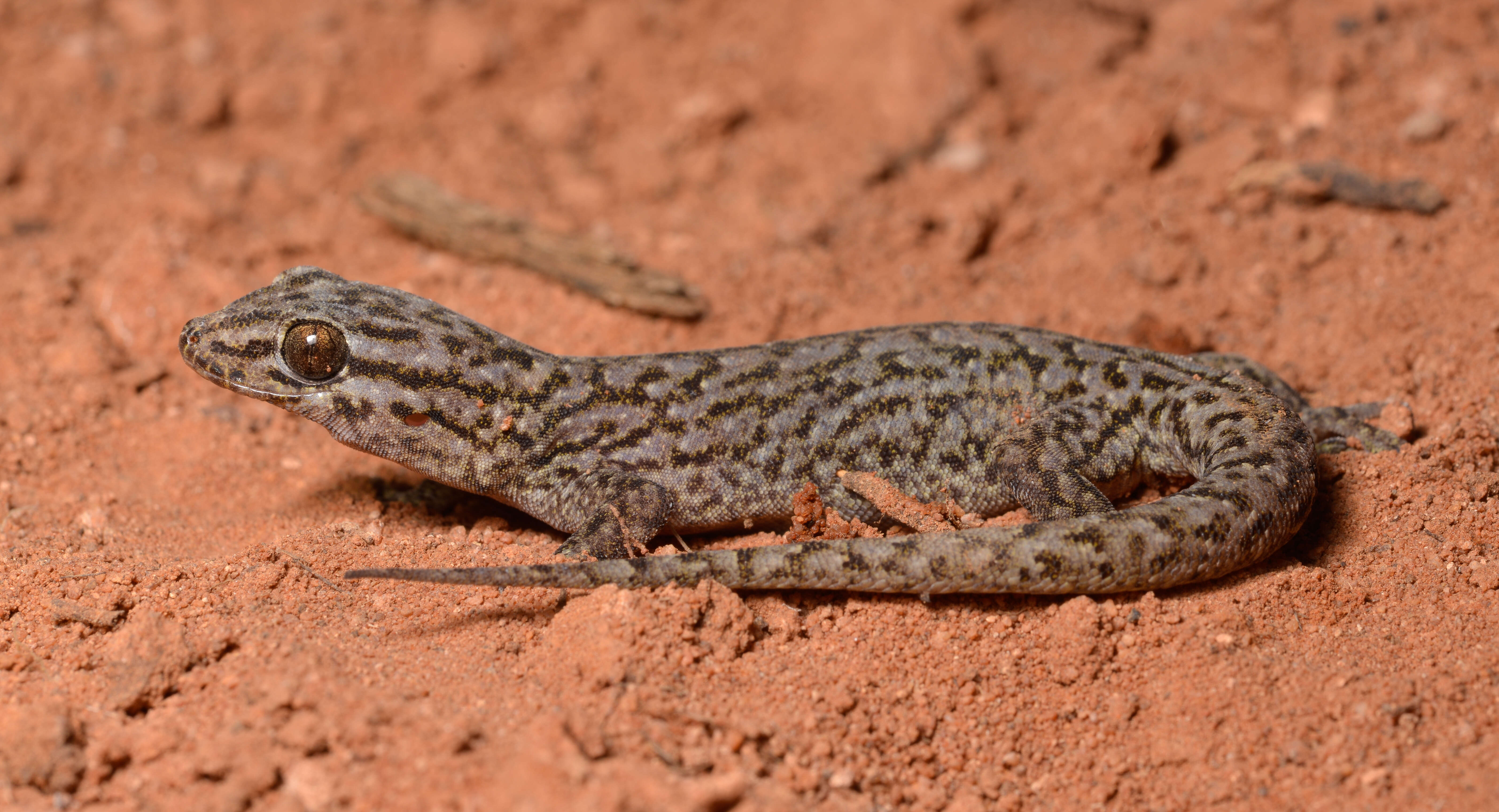 صورة Gehyra variegata (Duméril & Bibron 1836)