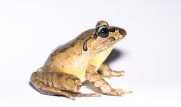 Image of Grey Barred Frog