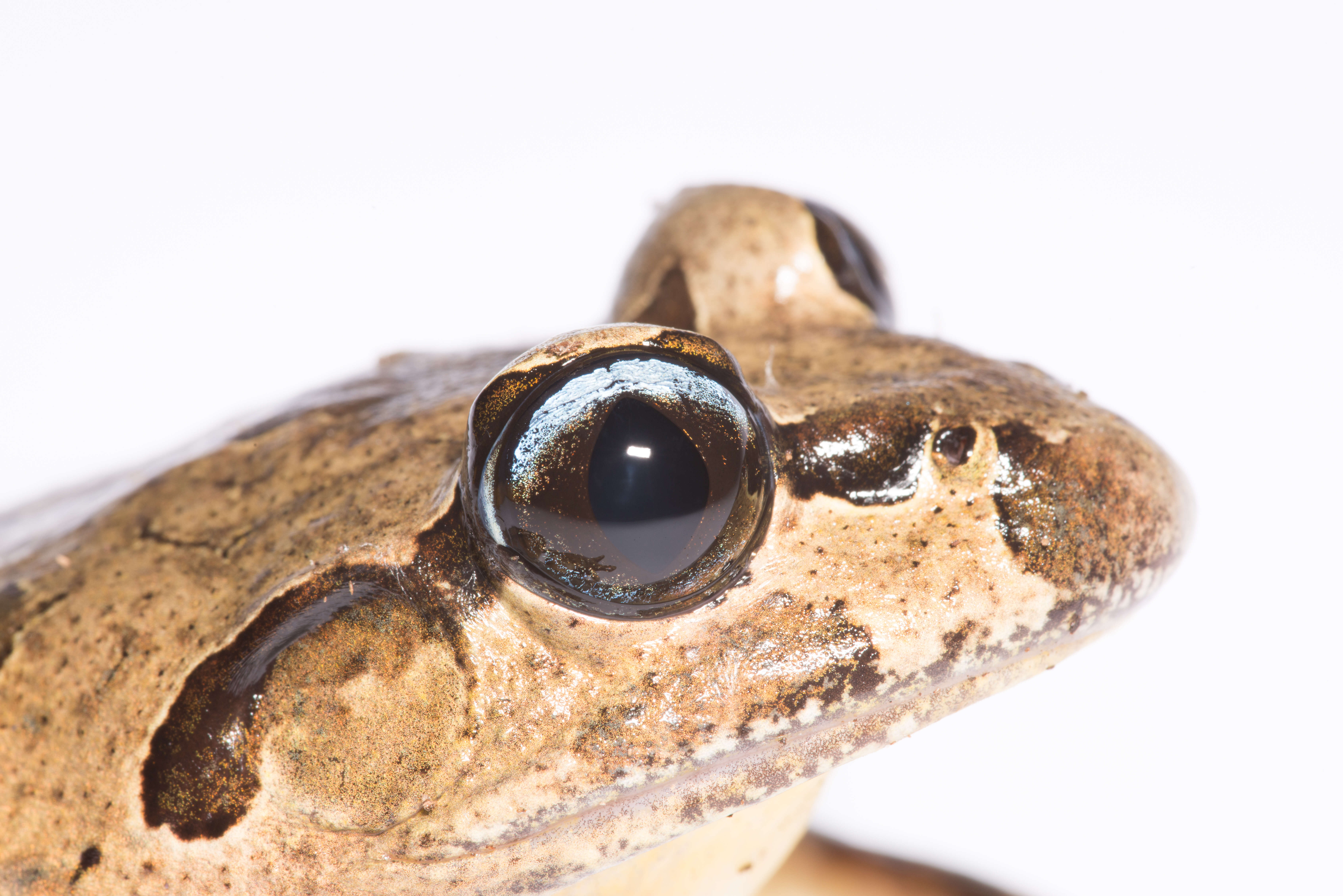 Image of Grey Barred Frog