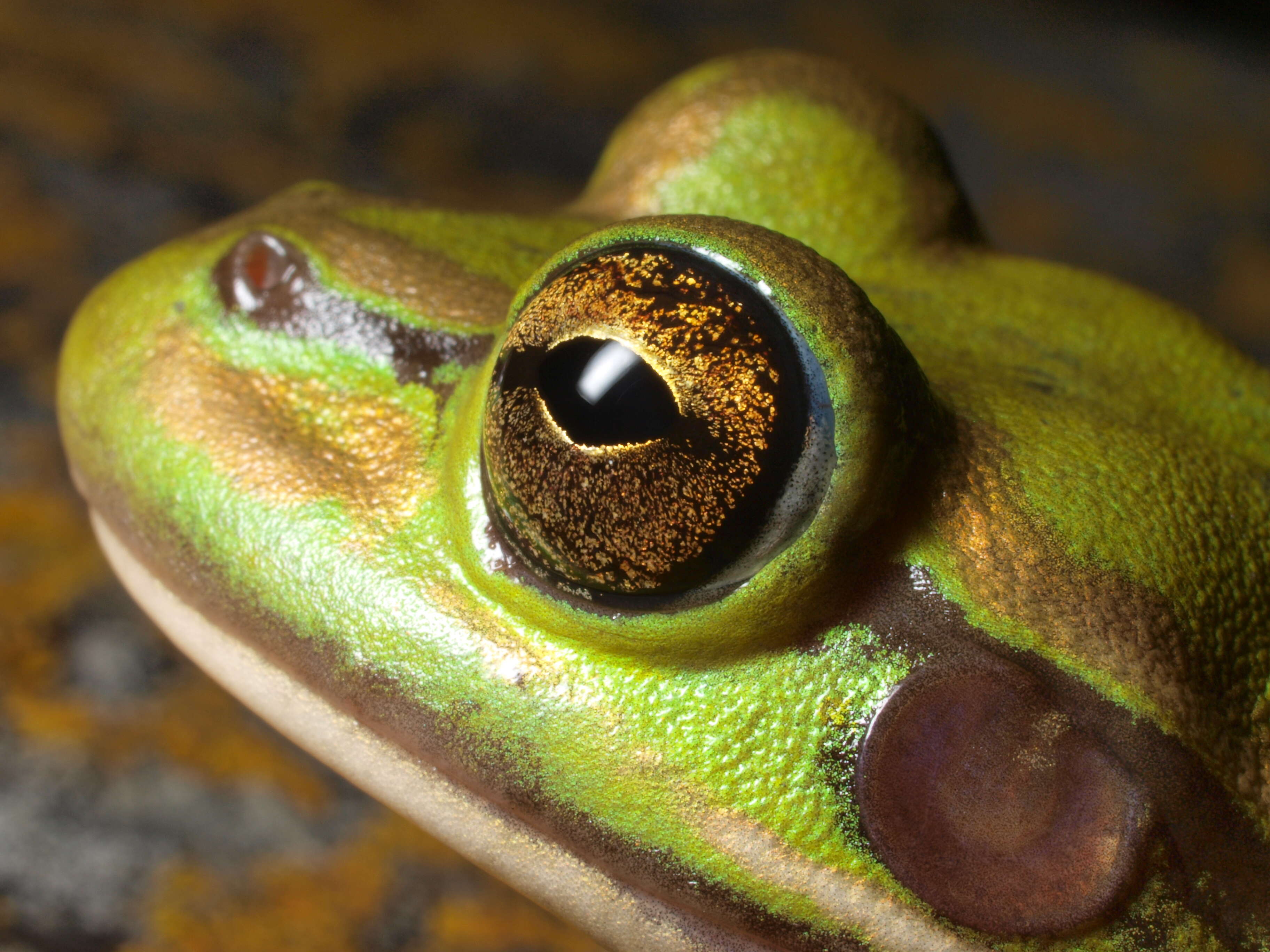 Image of Green and golden bell frog