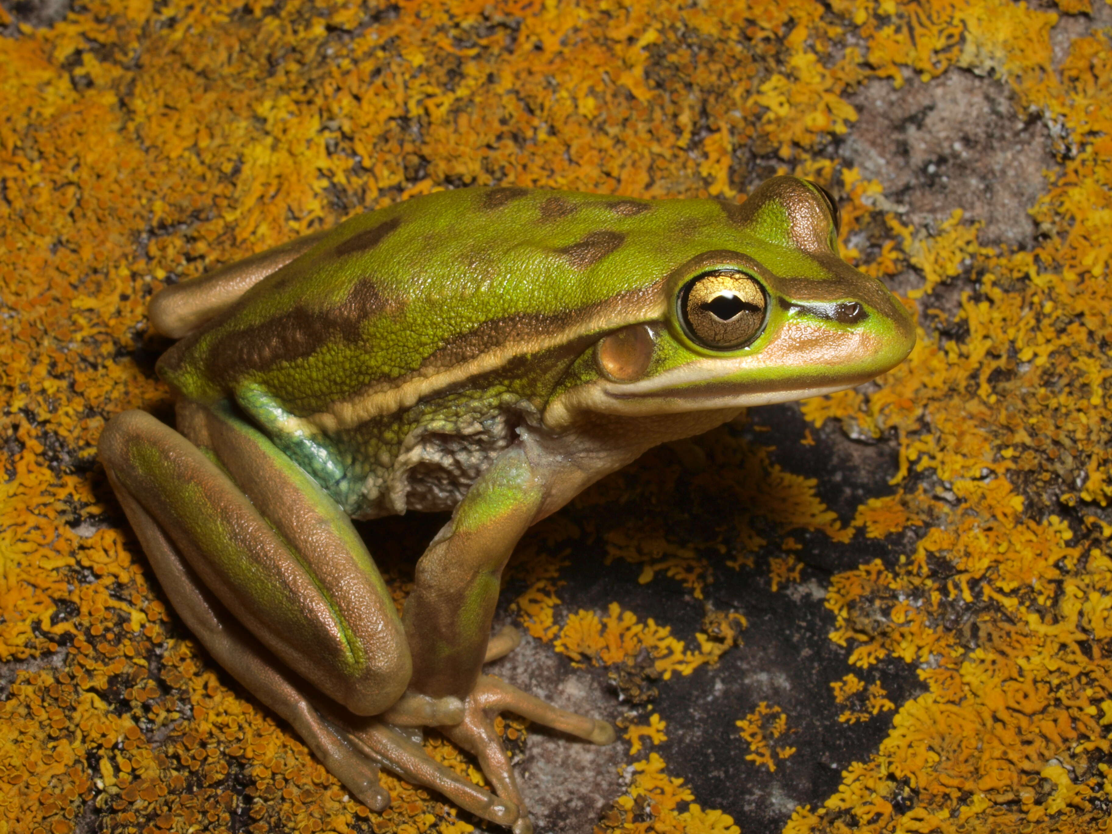 Image of Green and golden bell frog