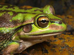 Image of Green and golden bell frog