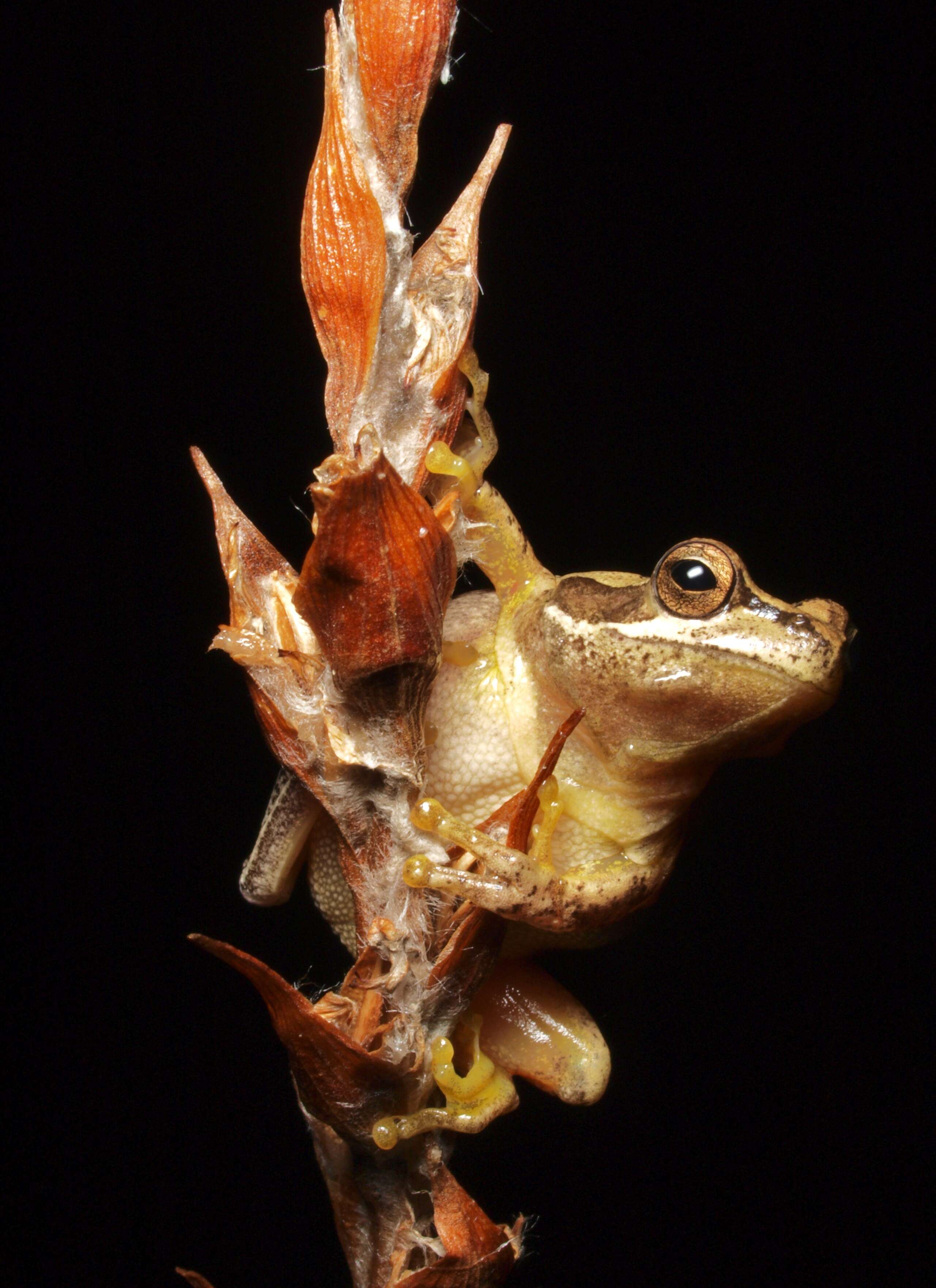 Image of Heath Frog