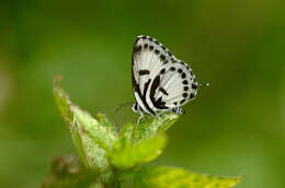 Image of Common Pierrot