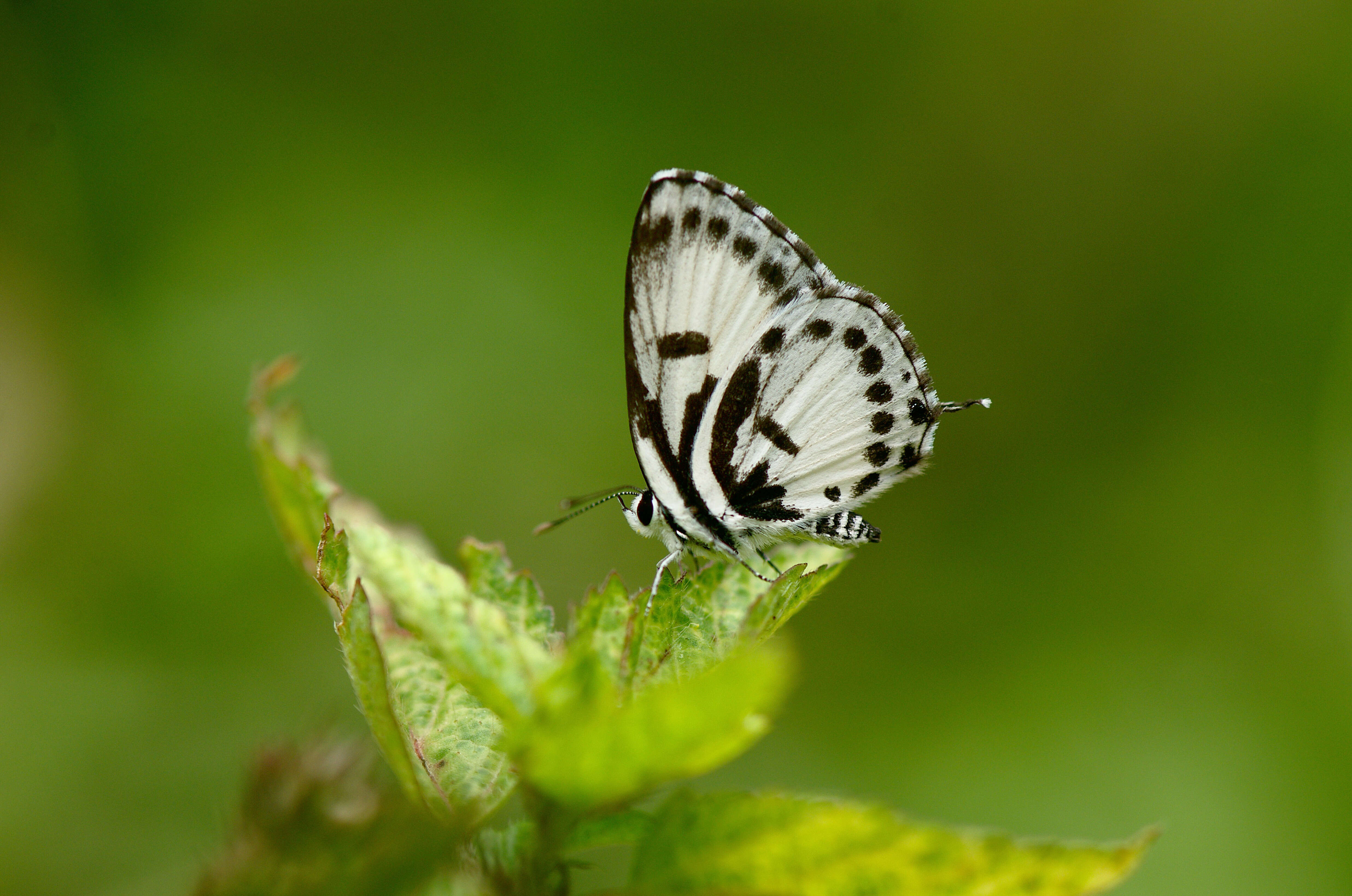 Image of Common Pierrot