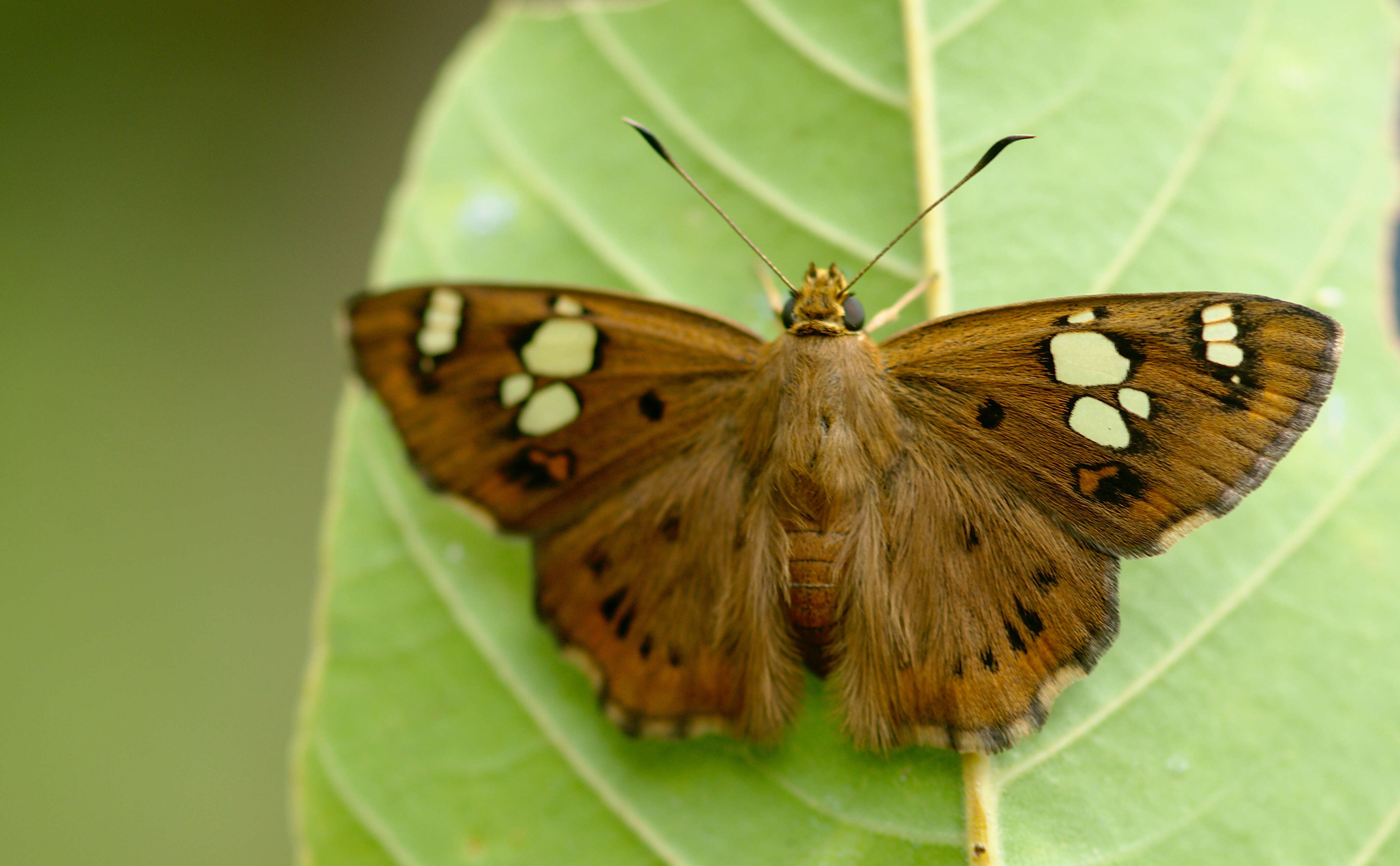 Plancia ëd Coladenia indrani