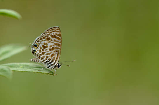 Image of Leptotes plinius