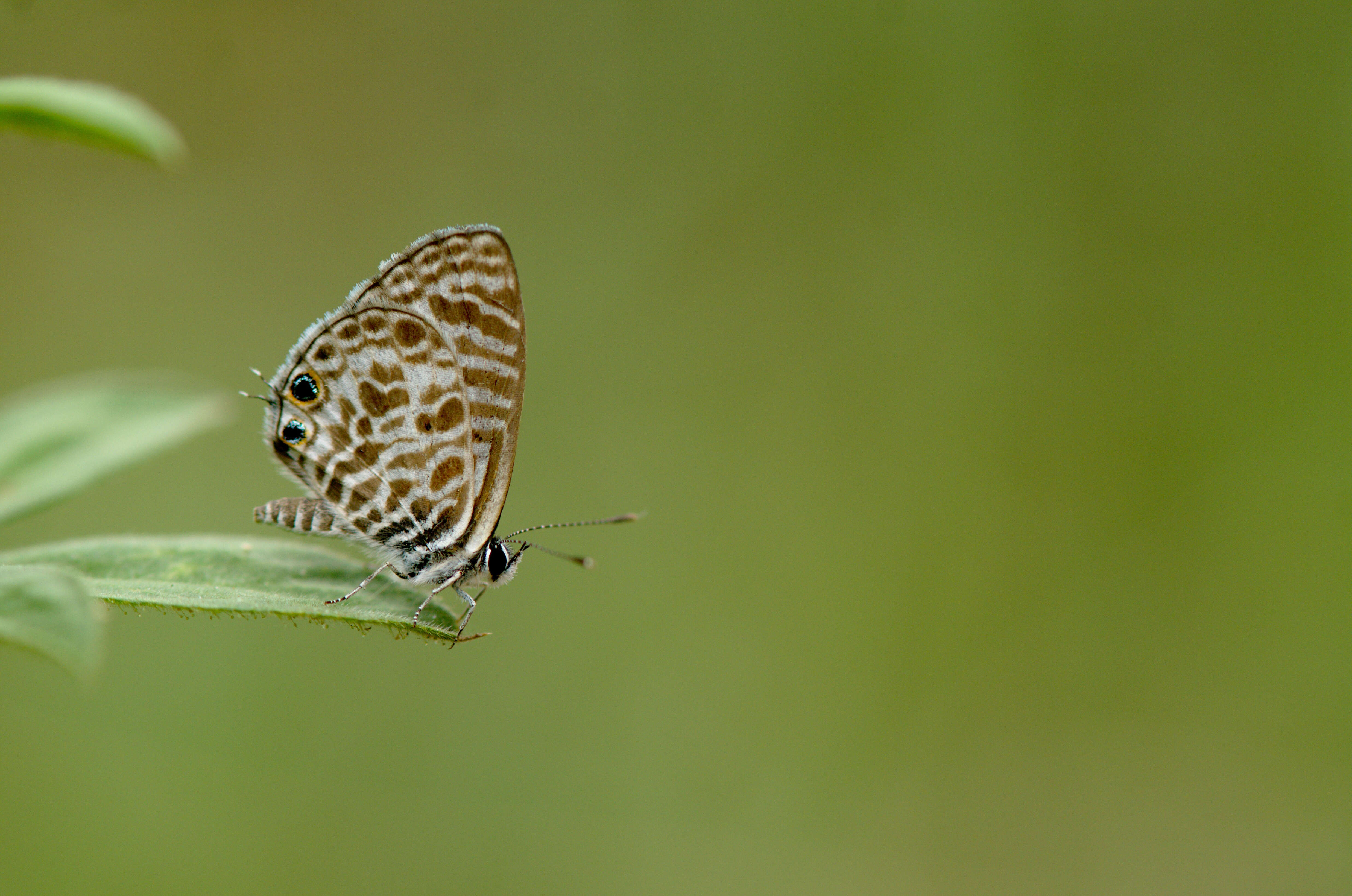 Image of Leptotes plinius