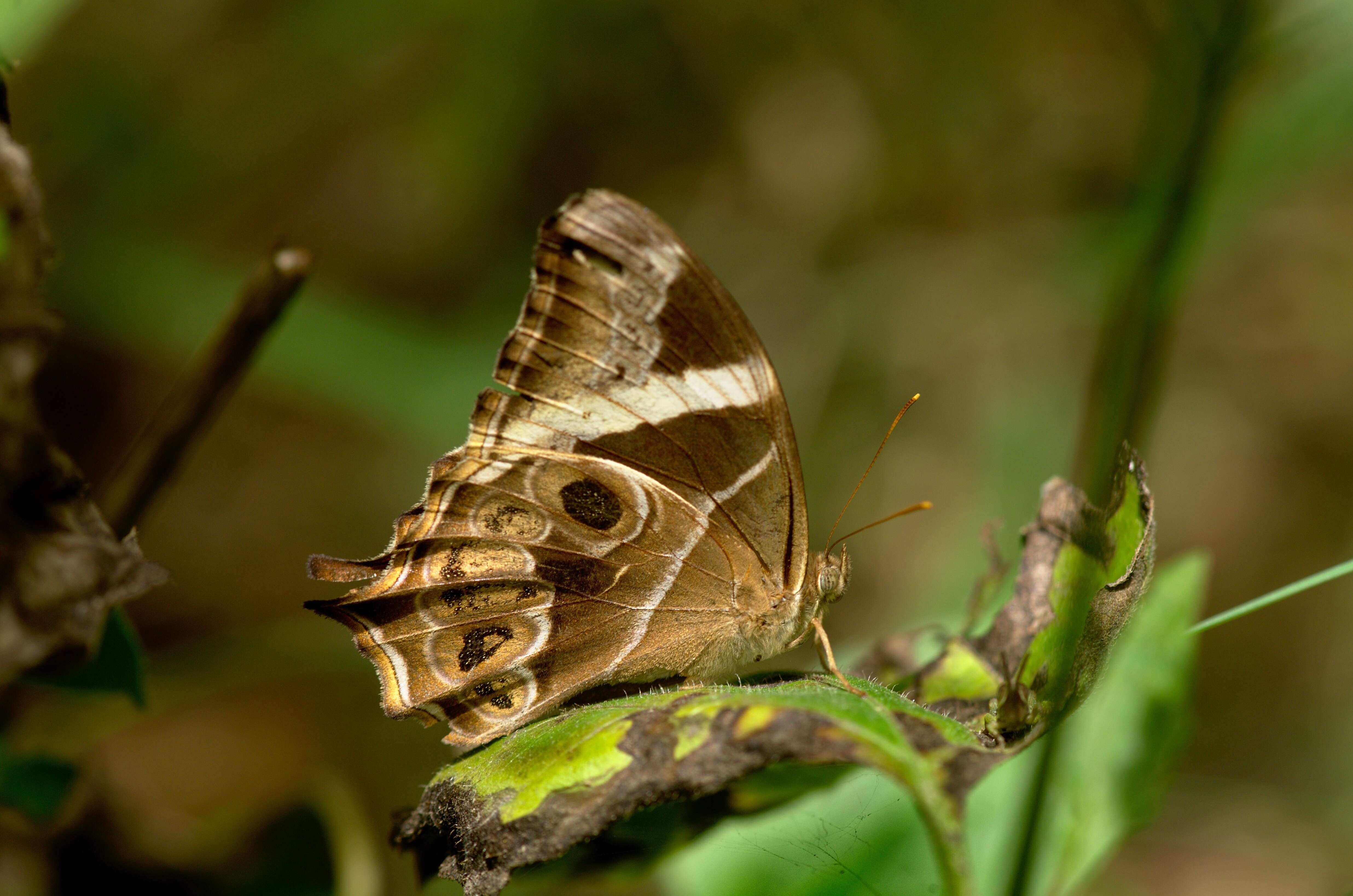 Image of Bamboo Tree Brown