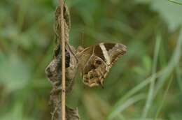 Image of Bamboo Tree Brown