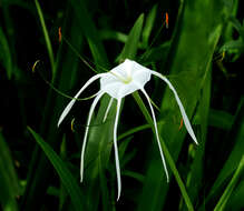 Image of spring spiderlily