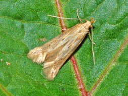 Image of Moth