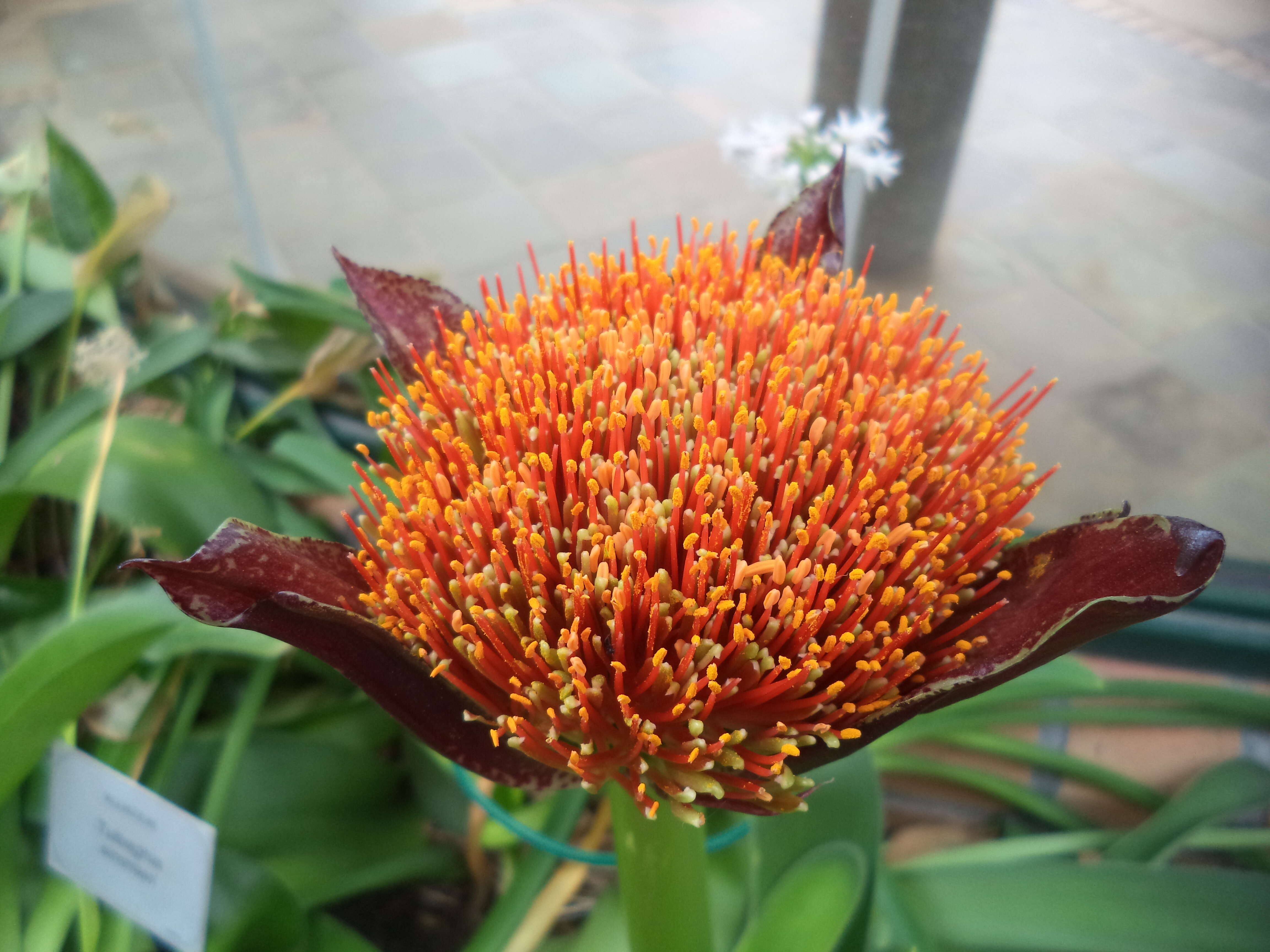 Image of Paintbrush lily