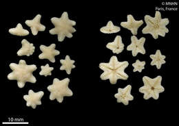 Image of Aquilonastra conandae O'Loughlin & Rowe 2006