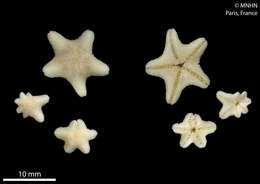 Image of Aquilonastra conandae O'Loughlin & Rowe 2006