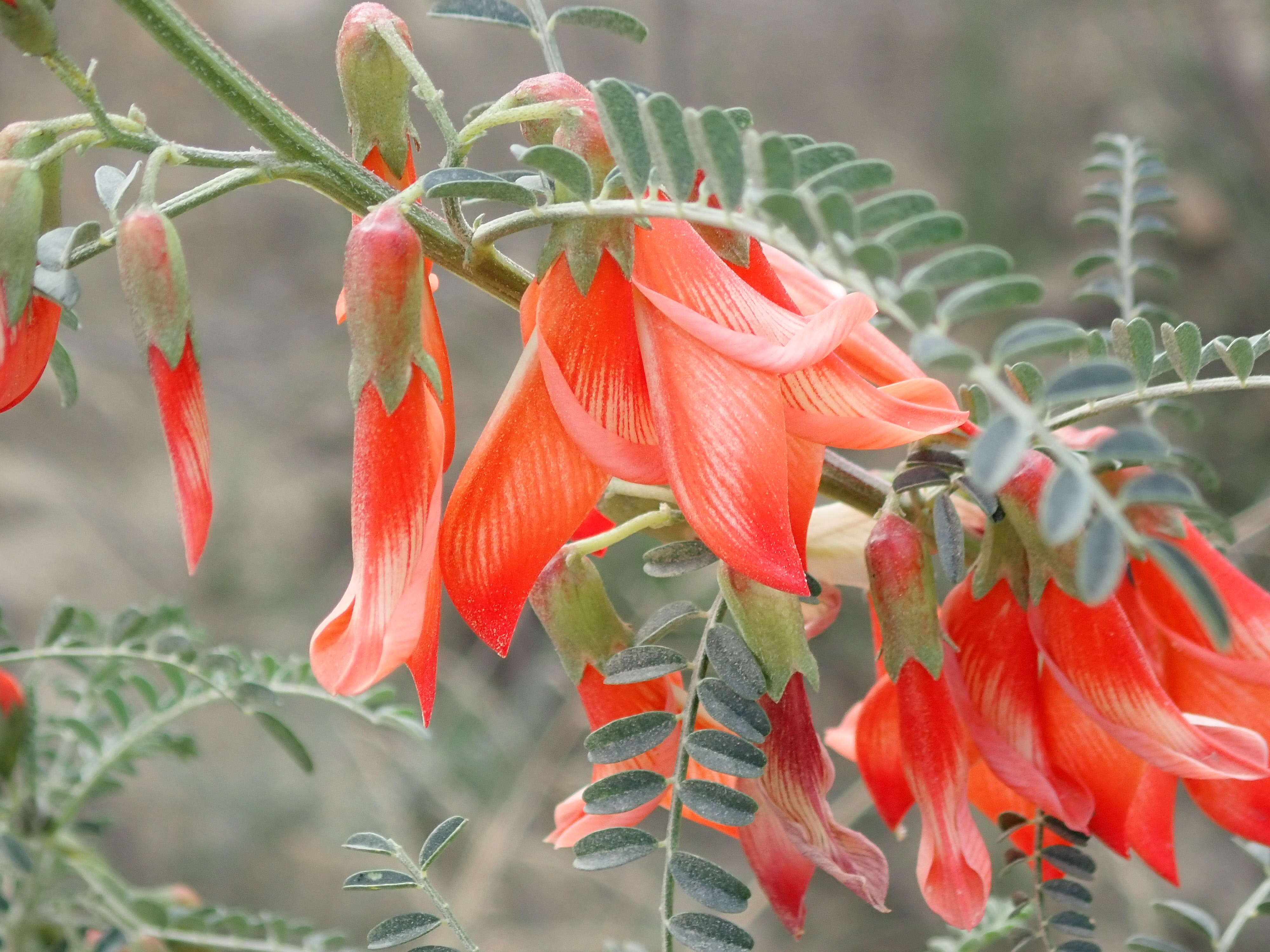 Imagem de Lessertia frutescens