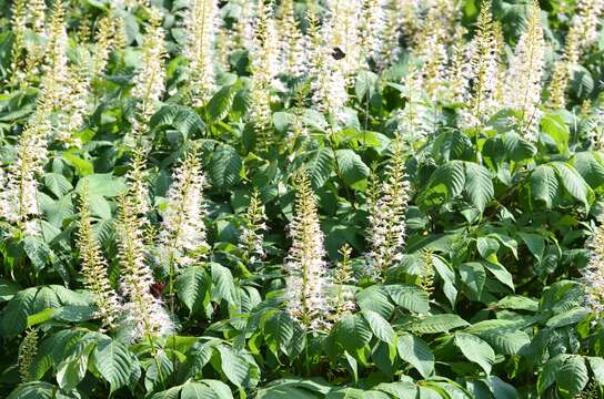 Imagem de Aesculus parviflora Walt.