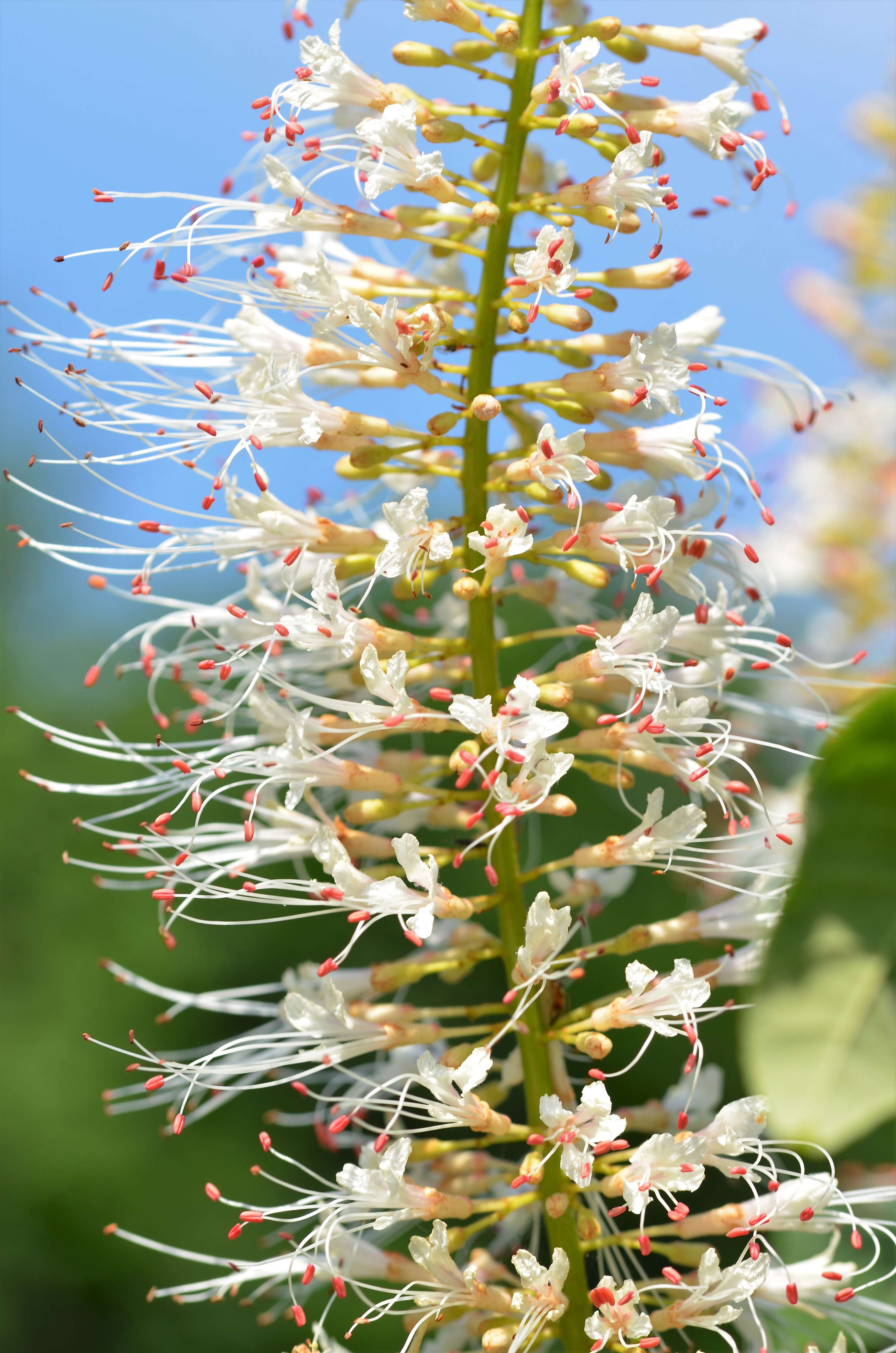 Imagem de Aesculus parviflora Walt.