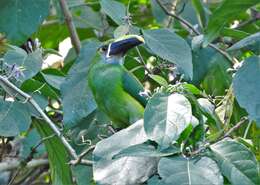 Image of Greyish-throated Toucanet