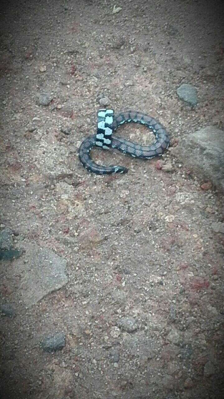 Image of Ceylonese Cylinder Snake