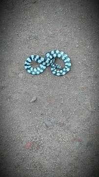 Image of Ceylonese Cylinder Snake