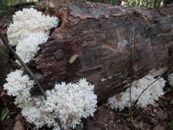 Hericium coralloides (Scop.) Pers. 1794 resmi