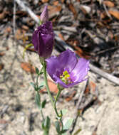 Image of Eustoma