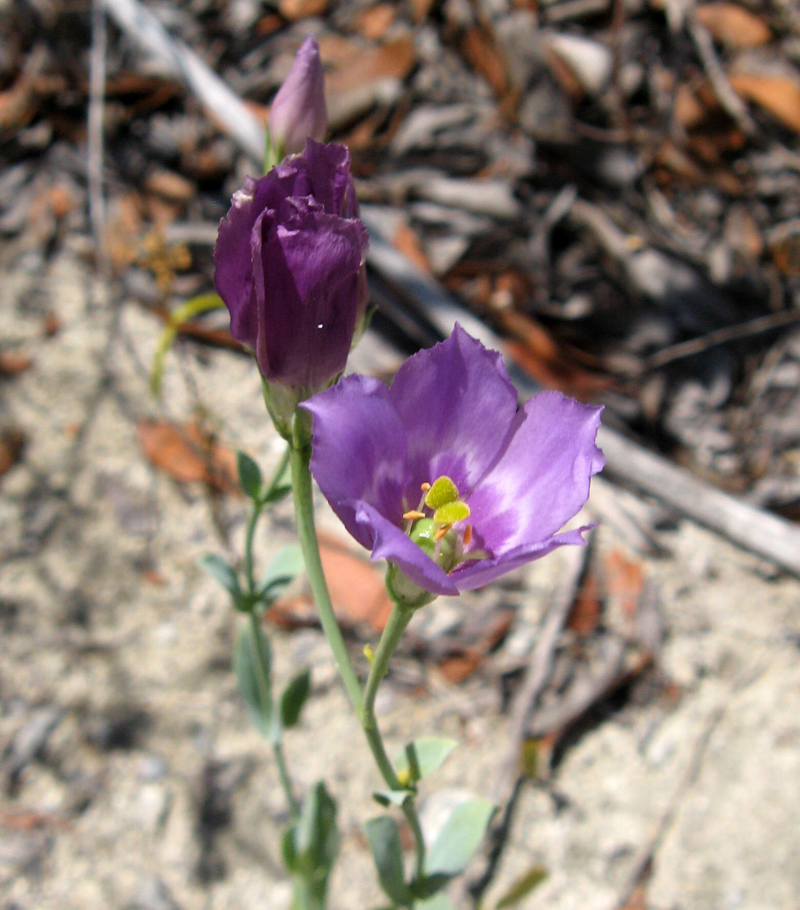 Image of Eustoma