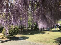 Plancia ëd Wisteria floribunda (Willd.) DC.